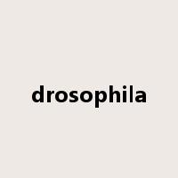 drosophila是什么意思