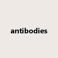 antibodies是什么意思