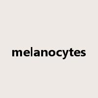 melanocytes是什么意思