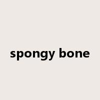 spongy bone是什么意思