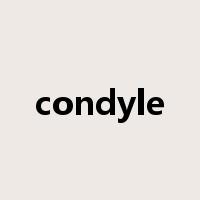 condyle是什么意思