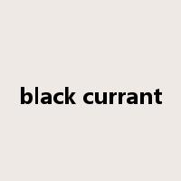 black currant是什么意思