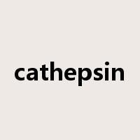 cathepsin是什么意思