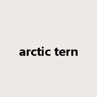 arctic tern是什么意思