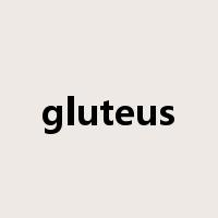 gluteus是什么意思