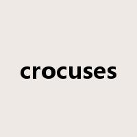 crocuses是什么意思