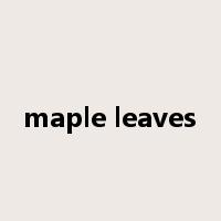 maple leaves是什么意思