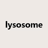 lysosome是什么意思