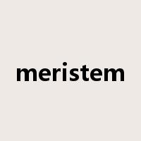 meristem是什么意思