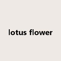 lotus flower是什么意思