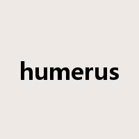 humerus是什么意思