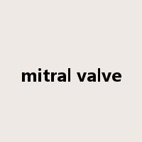 mitral valve是什么意思