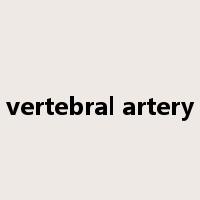 vertebral artery是什么意思