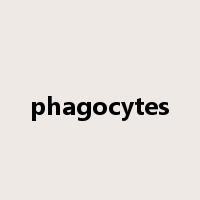 phagocytes是什么意思