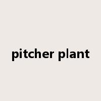 pitcher plant是什么意思