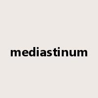 mediastinum是什么意思
