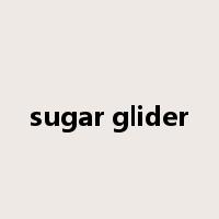 sugar glider是什么意思