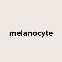 melanocyte是什么意思