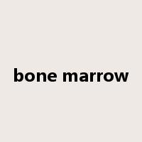 bone marrow是什么意思