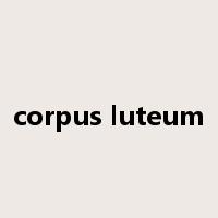 corpus luteum是什么意思