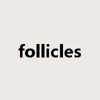 follicles是什么意思