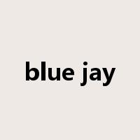 blue jay是什么意思
