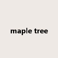 maple tree是什么意思