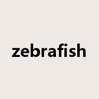 zebrafish是什么意思