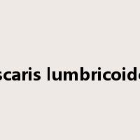 ascaris lumbricoides是什么意思