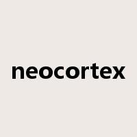 neocortex是什么意思