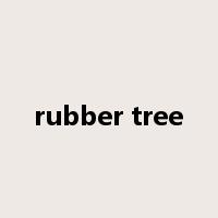 rubber tree是什么意思