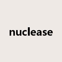 nuclease是什么意思