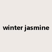 winter jasmine是什么意思