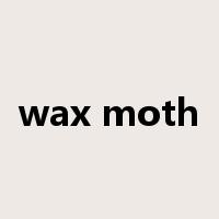 wax moth是什么意思