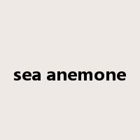 sea anemone是什么意思