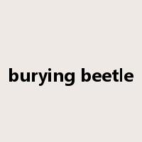 burying beetle是什么意思