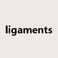 ligaments是什么意思