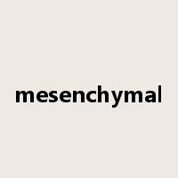 mesenchymal是什么意思