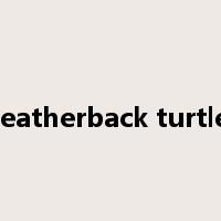 leatherback turtle是什么意思