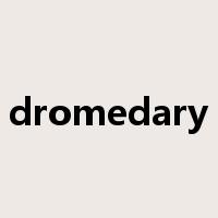 dromedary是什么意思