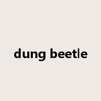 dung beetle是什么意思