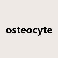 osteocyte是什么意思