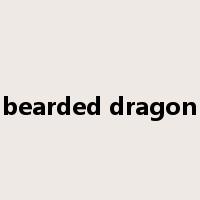 bearded dragon是什么意思