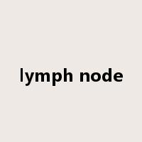 lymph node是什么意思