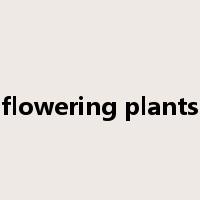 flowering plants是什么意思