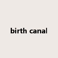 birth canal是什么意思