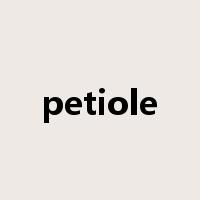 petiole是什么意思