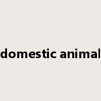 domestic animal是什么意思