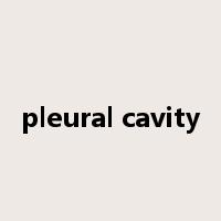 pleural cavity是什么意思