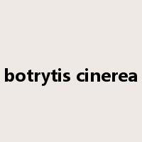botrytis cinerea是什么意思